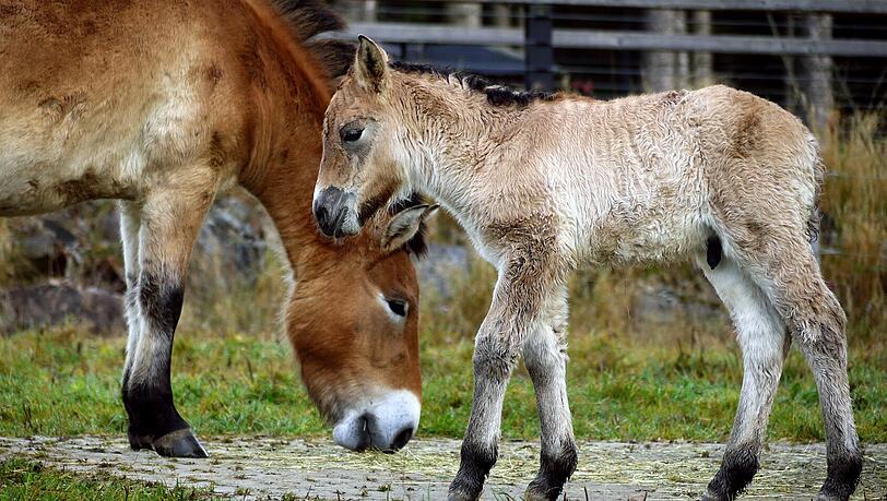 So süß ist das Fohlen in der Przewalski-Herde im Nationalpark Bayerischer Wald. So süß ist das Fohlen in der Przewalski-Herde im Nationalpark Bayerischer Wald.