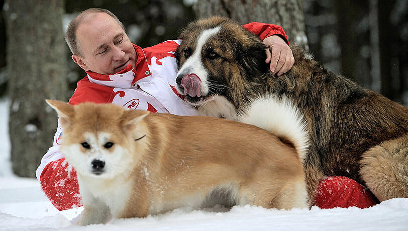 März 2013: Wladimir Putin spielt mit seinen Hunden Buffy und Yume (vorne) in seiner Residenz Nowo-Ogarjowo außerhalb Moskaus. März 2013: Wladimir Putin spielt mit seinen Hunden Buffy und Yume (vorne) in seiner Residenz Nowo-Ogarjowo außerhalb Moskaus.