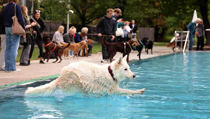 Viele Hunde im Dantebad. Die größeren Hunde zögern und nehmen die Treppe ins Wasserbecken. Schäferhündin Fjella springt dennoch vom Beckenrand rein. Viele Hunde im Dantebad. Die größeren Hunde zögern und nehmen die Treppe ins Wasserbecken. Schäferhündin Fjella springt dennoch vom Beckenrand rein.