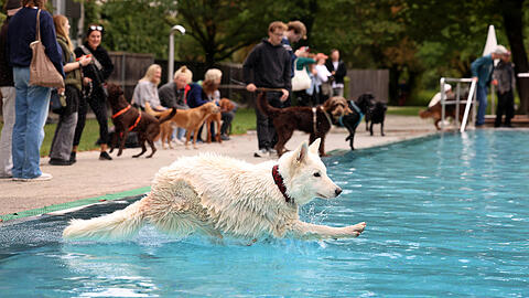 Viele Hunde im Dantebad. Die gr&ouml;&szlig;eren Hunde z&ouml;gern und nehmen die Treppe ins Wasserbecken. Sch&auml;ferh&uuml;ndin Fjella springt dennoch vom Beckenrand rein.