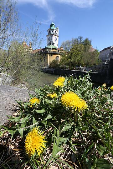 Löwenzahn verschönert den Blick aufs Müller&rsquo;sche Volksbad.