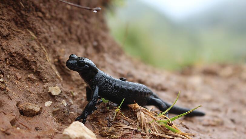 Im Juli ist der Alpensalamander besonders aktiv, weil die Paarungszeit im vollen Gange ist.