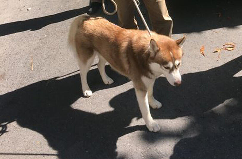 Dieser Husky griff im Osterwaldgarten Gäste an.