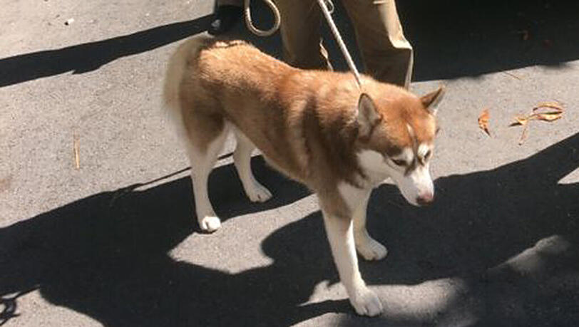 Dieser Husky griff im Osterwaldgarten Gäste an. Dieser Husky griff im Osterwaldgarten Gäste an.