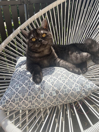 Pepper