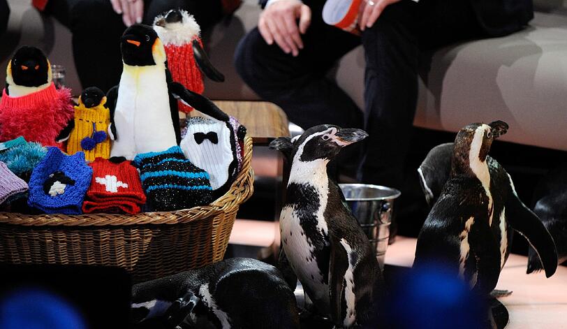 Pinguine 2012