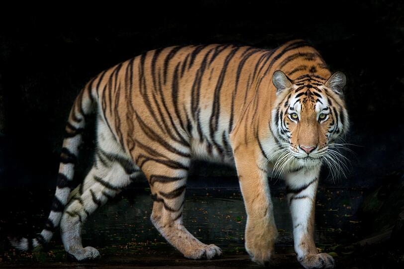 Für Tiger-Eltern stehen Disziplin, Gehorsam und akademische Leistung im Fokus. Sie verlangen ihren Kindern viel ab, tolerieren kaum Abweichungen von ihren Regeln und setzen ihr Kind häufig unter enormen Druck. Der Begriff wurde durch Amy Chuas Buch "Battle Hymn of the Tiger Mother" bekannt. Diese Erziehung kann zu hohen Leistungen führen - aber auch zu Stress und Überforderung. Für Tiger-Eltern stehen Disziplin, Gehorsam und akademische Leistung im Fokus. Sie verlangen ihren Kindern viel ab, tolerieren kaum Abweichungen von ihren Regeln und setzen ihr Kind häufig unter enormen Druck. Der Begriff wurde durch Amy Chuas Buch "Battle Hymn of the Tiger Mother" bekannt. Diese Erziehung kann zu hohen Leistungen führen - aber auch zu Stress und Überforderung.