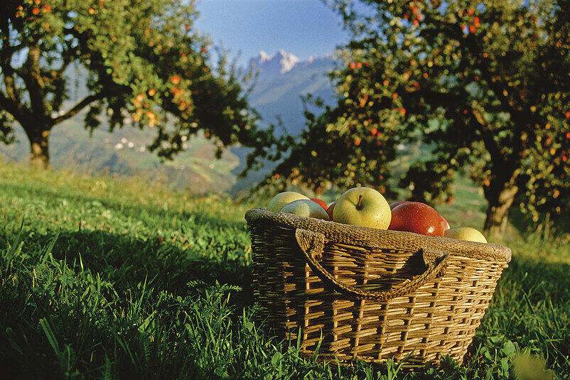 Äpfel aus dem Eisacktal.