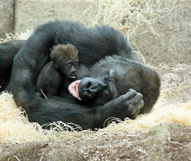 Zuwachs im Affenhaus: Auch Gorilla-Dame Baghira hat ein Junges bekommen (2 Monate alt).