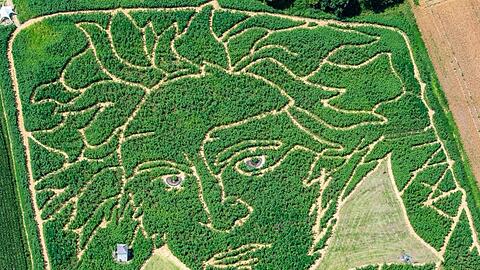 Beethoven als Labyrinth im Maisfeld. Foto: Peter Kneffel/dpa/Archivbild