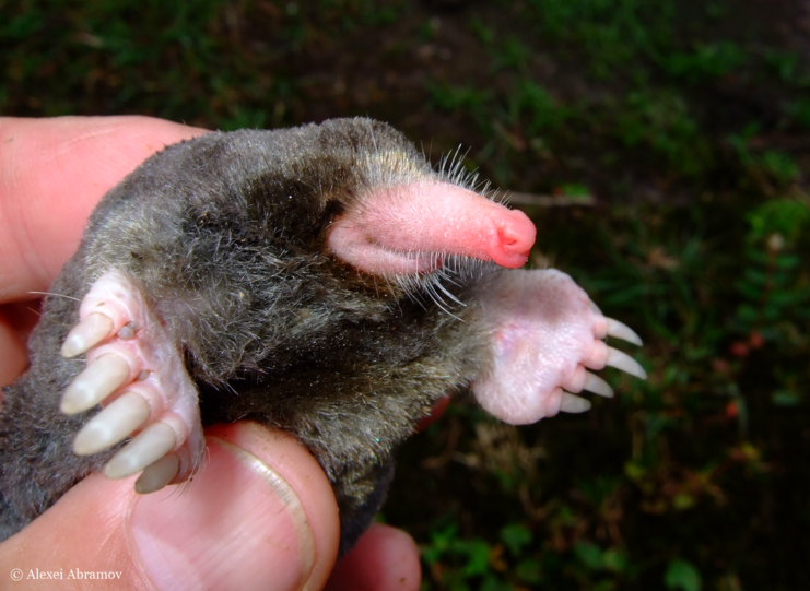 Rhinolophus monticolus: Wo die sogenannte Pferdehuf-Fledermaus ihren Namen hat, liegt auf der Hand.
