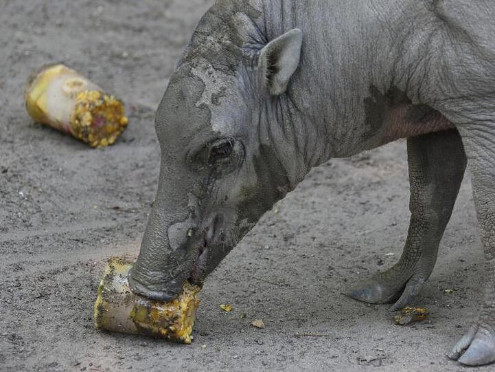 Ein Hirscheber schnabuliert eine Eisbombe aus gefrorenen Früchten. Foto: picture alliance / dpa/Symbolbild