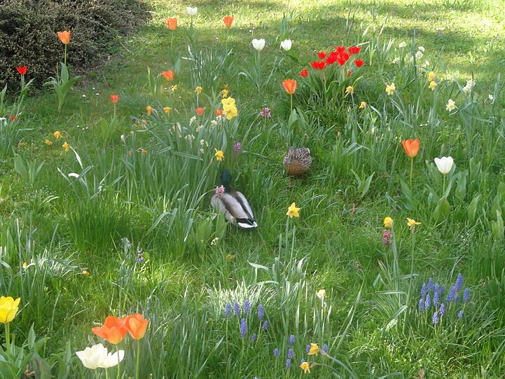 Ein Entenpärchen hat sich in dieser Wiese niedergelassen.