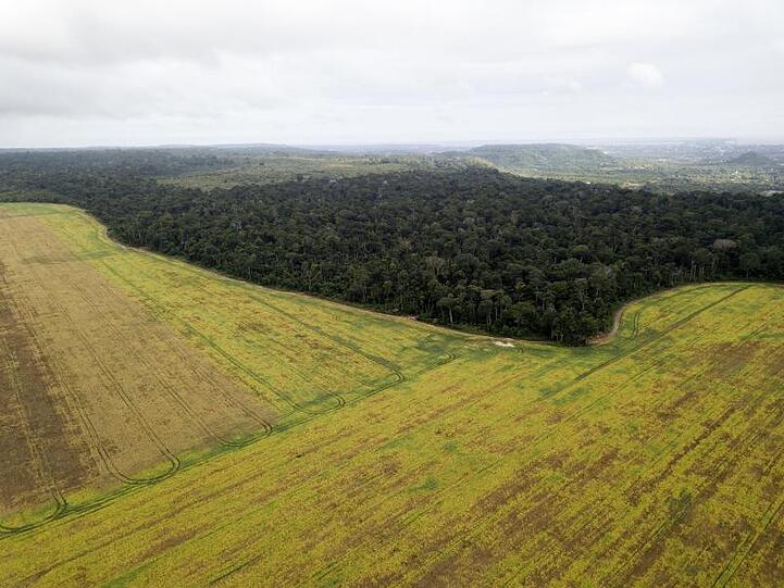 Sojafelder kurz vor der Ernte im brasilianischen Santarem. Das Land ist der zweitgrößte Sojaproduzent der Welt.