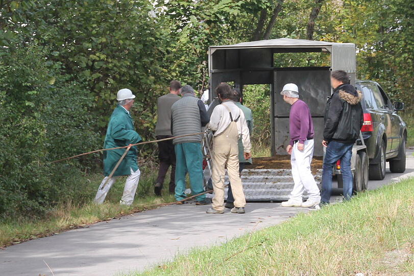 Wollte noch nicht sterben: Eine Kuh in Waldkraiburg.