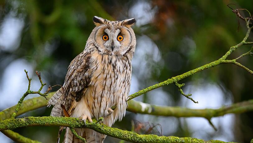 Bei einer geschlossenen Schneedecke kommen viele M&auml;usej&auml;ger wie Eulen kaum noch an Beute. (Symbolbild)