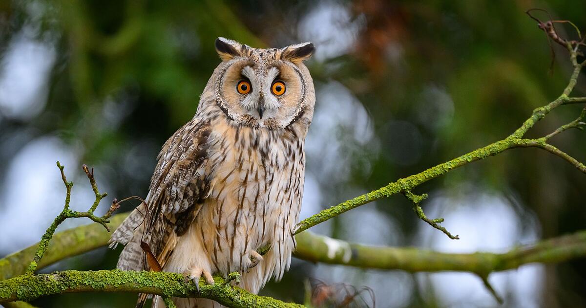 Natursch-tzer-rufen-zu-offenen-Scheunen-f-r-M-usej-ger-auf