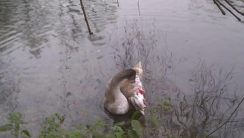 Der gequälte Schwan musste eingeschläfert werden. Der gequälte Schwan musste eingeschläfert werden.