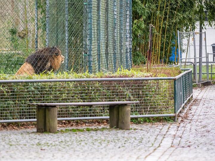 Ein Löwe blickt aus seinem Gehege auf einen menschenleeren Weg.