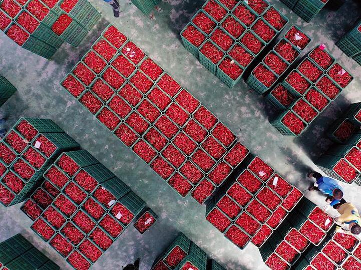 In der sükoreanischen Stadt Andong liegen rote Pfefferschoten in einem Vertriebszentrum in Kisten für den Verkauf bereit.