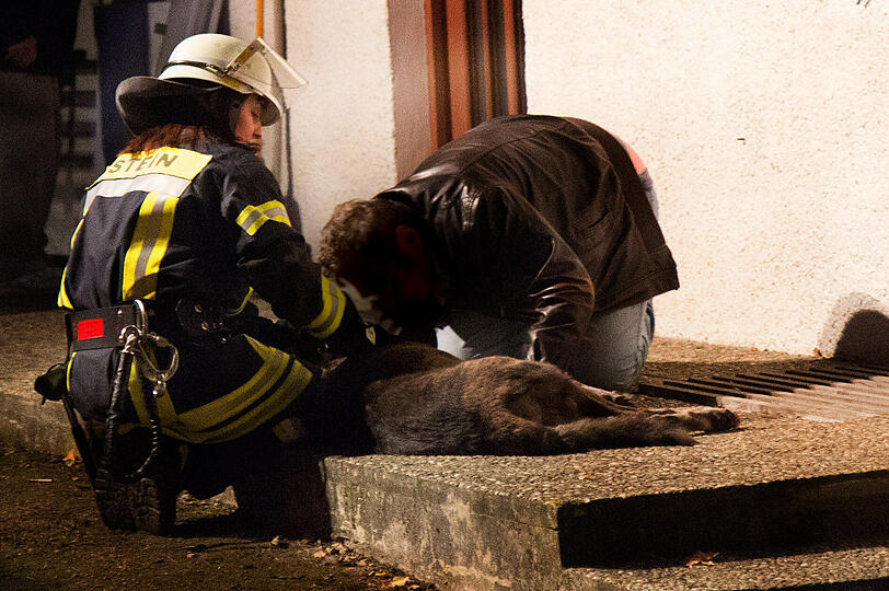 Feuer in einem Wohnhaus in Stein an der Traun: Eine Frau wurde bei dem Brand leicht verletzt. Ein Hund kam ums Leben. Die Bilder