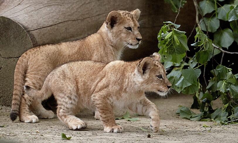 Die am 19. April geborenen Löwenbabies erkunden im Zoo in Neuwied (Rheinland-Pfalz) mit Vater Schröder ihr Gehege. Auf der ganzen Welt gibt es nach Angaben von Zoodirektor Mirko Thiel nur noch rund 100 wohl nicht mehr völlig reinrassige Berberlöwen
