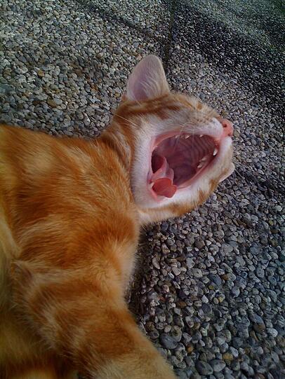 Eine Katze gähnt, wenn sie müde wird, aber auch, wenn sie erwacht.