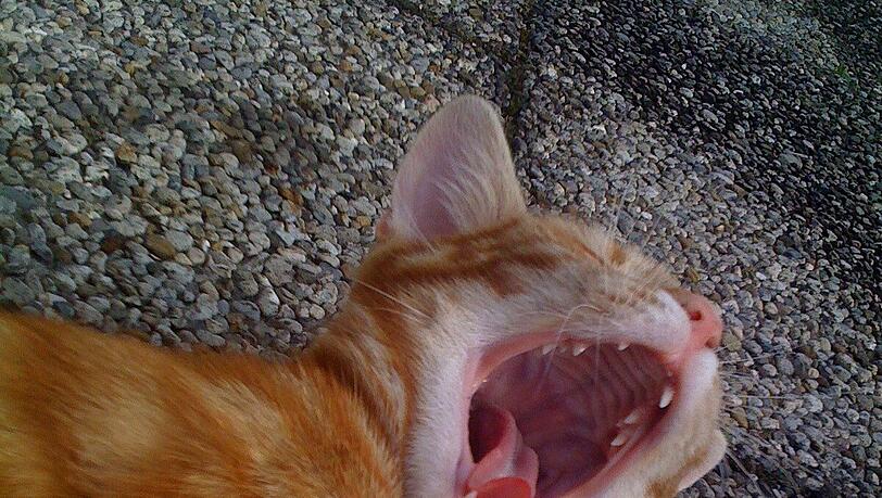 Eine Katze gähnt, wenn sie müde wird, aber auch, wenn sie erwacht.