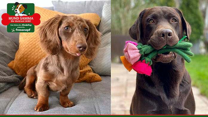 Hund samma! Münchens schönster Hund gesucht – Einsendungen ab dem 24. Juni