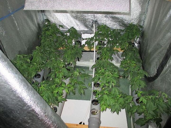 Ein Foto aus der Wohnung: Hier hat der Mann in Baierbrunn Marihuana und Drogen-Pilze angebaut.
