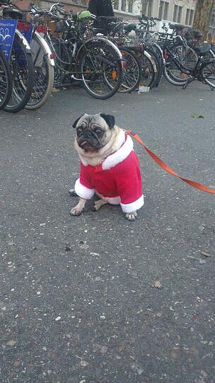 Auch dieser Boxer ist in der Innenstadt weihnachtlich unterwegs.