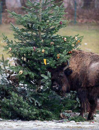 Auch die Waldbisons werden mit einem schön geschmückten Weihnachtsbaum überrascht.