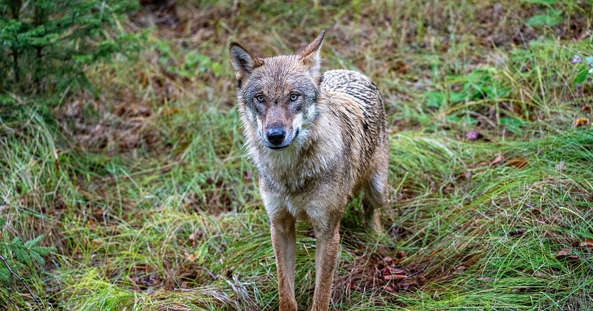 W-lfe-am-Spielplatz-Rathauschef-richtet-Bitte-an-Anwohner