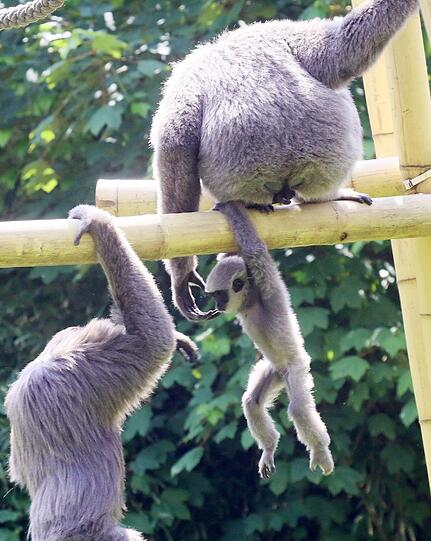 Mia ist die jüngste der fünfköpfigen Silbergibbon-Familie im Tierpark Hellabrunn.