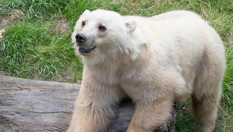 Die Bärin Tips war im Zoo von Osnabrück aus ihrem Gehege ausgebrochen und daraufhin erschossen worden. Die Bärin Tips war im Zoo von Osnabrück aus ihrem Gehege ausgebrochen und daraufhin erschossen worden.