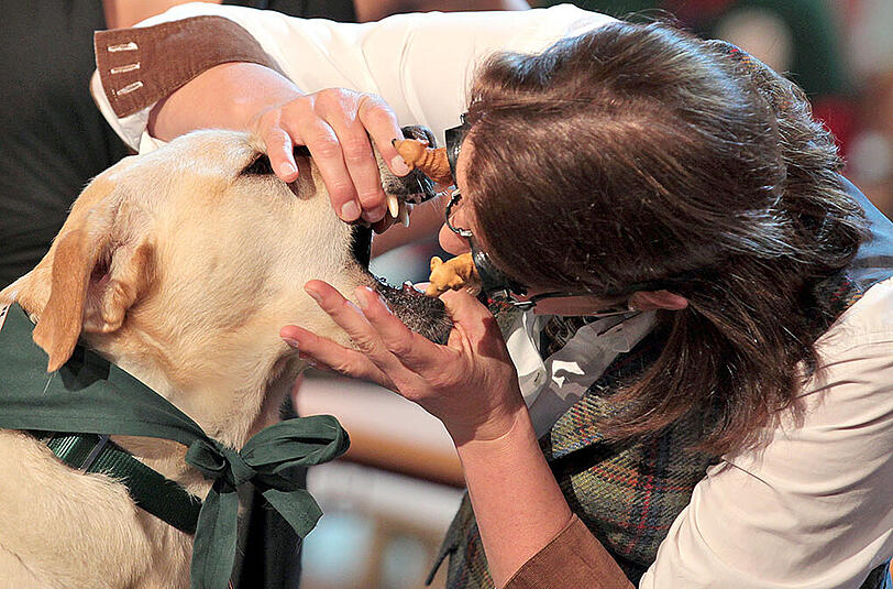 Wettkandidatin Isabell Marschall wettet, dass sie 20 Labrador-Hunde nur durch Betasten des Kopfes und Riechen des Atems voneinander unterscheiden kann.