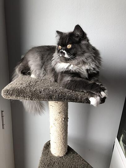 Gizmo