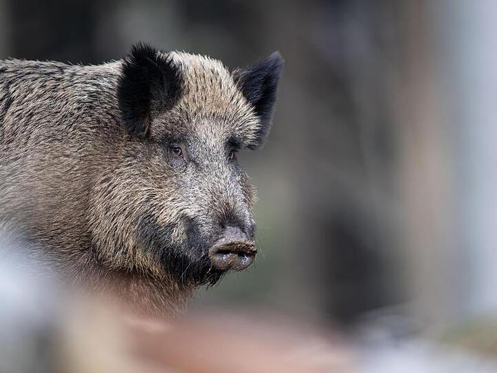 Ein Wildschwein steht auf einem Plateau im Wald. Foto: Lino Mirgeler/dpa/Archivbild