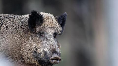 Ein Wildschwein steht auf einem Plateau im Wald. Foto: Lino Mirgeler/dpa/Archivbild
