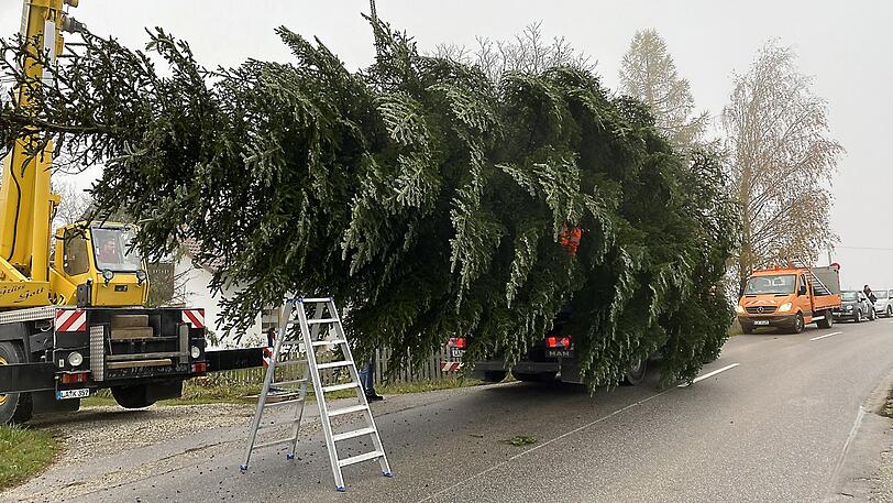 Bei solch einem großen Baum ist der Laster, auf dem er liegt, kaum noch zu sehen. Hier wird die Tanne zum Abtransport fertiggemacht.