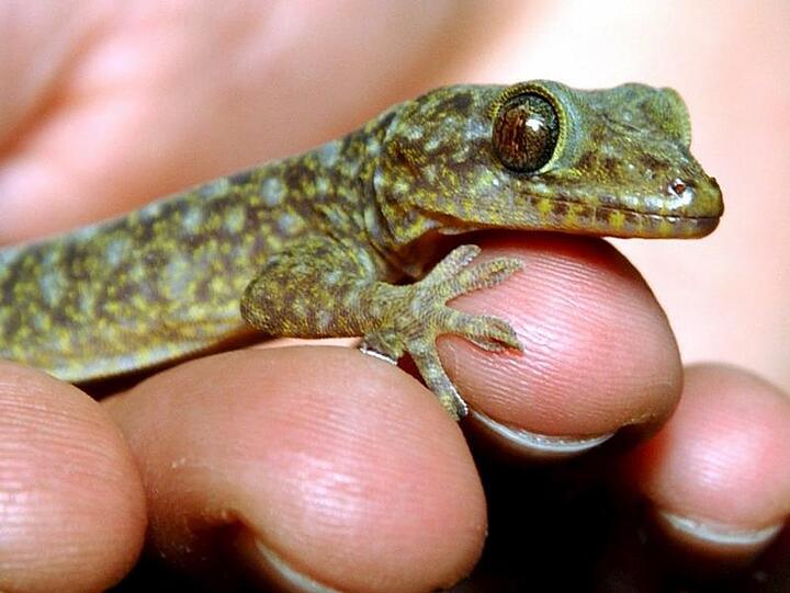 Geckos lassen sich gut verstecken