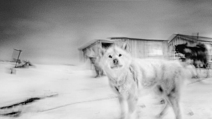 Ohne sie wäre ein Leben hier unmöglich: Schlittenhunde im Dorf Kap Tobin, Grönland, 2025. Foto: Ragnar Axelsson Ohne sie wäre ein Leben hier unmöglich: Schlittenhunde im Dorf Kap Tobin, Grönland, 2025. Foto: Ragnar Axelsson