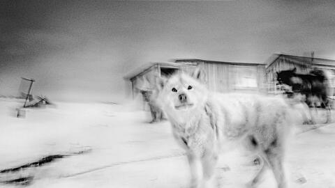 Ohne sie w&auml;re ein Leben hier unm&ouml;glich: Schlittenhunde im Dorf Kap Tobin, Gr&ouml;nland, 2025.  Foto: Ragnar Axelsson