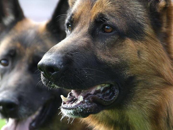 Zwei Deutsche Schäferhunde sind zu sehen. Foto: Peter Steffen/Archiv