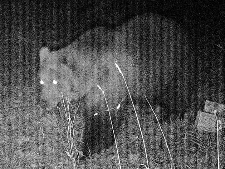 Das Foto einer Wildtierkamera zeigt einen Braunbären. Foto: -/Bayerisches Landesamt für Umwelt/dpa/Archivbild