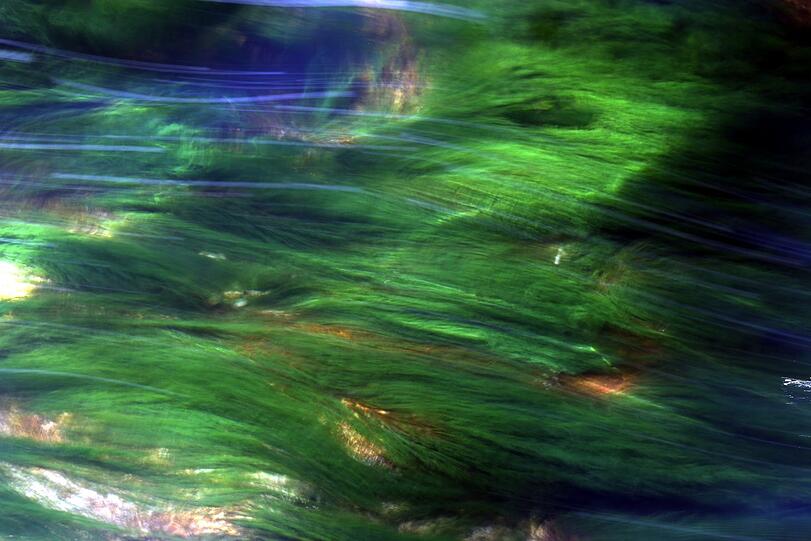 Glasklar ist die Isar gerade - die Wasserpflanzen wiegen sich in der zarten Strömung, die Sonne sorgt für Reflexe.