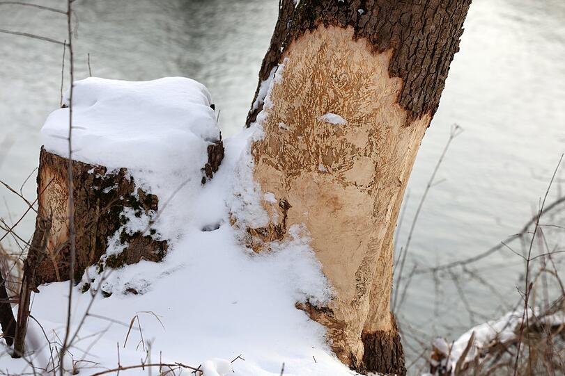 Biberfutter! Die Bäume an der Isar und am Kanal müssen schon richtig leiden.