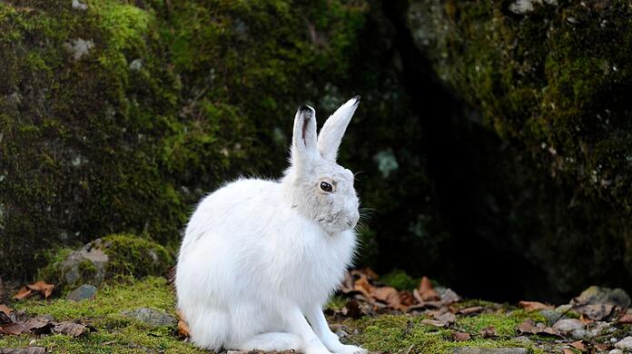 Alpenschneehasen tragen im Winter weiße, luftgefüllt Haare und eine feine Unterwolle (Handout). Alpenschneehasen tragen im Winter weiße, luftgefüllt Haare und eine feine Unterwolle (Handout).