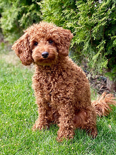 Bailey