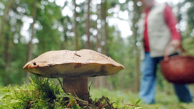 Ein 85-Jähriger stürzt beim Schwammerlsuchen von einer Felswand und kommt ums Leben. (Symbolfoto)